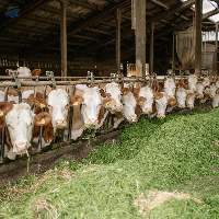 Cattle Concentrates Export Grade Quality