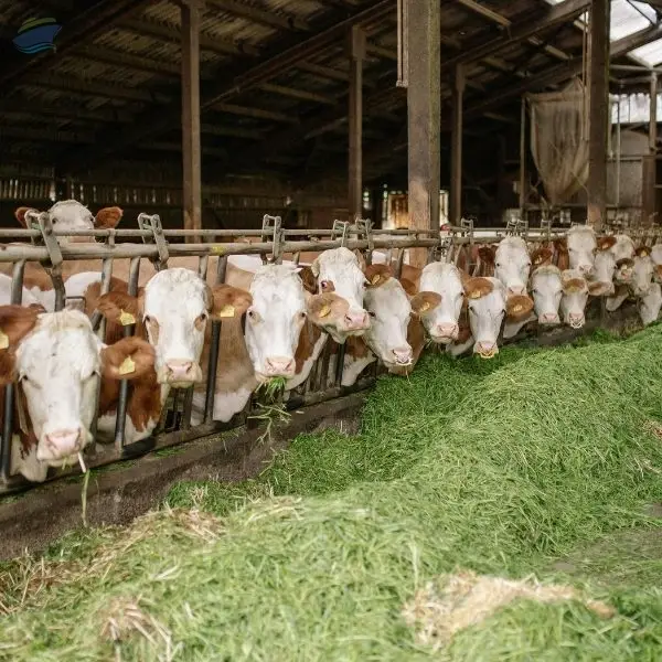 Cattle Concentrates Export Grade Quality