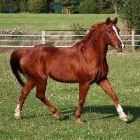 Horse Feed Export Grade Quality