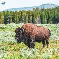 Bison Feed Export Grade Quality