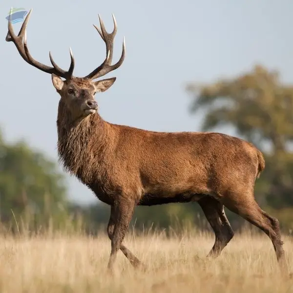 Export Grade Quality Deer Feed