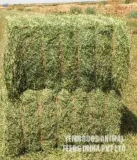 Alfalfa Hay