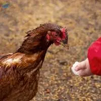 Premium Layer Poultry Concentrates