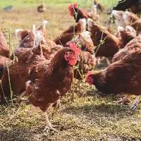 Layer Poultry Concentrates