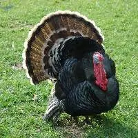 Turkey Feed Bulk Order Supply