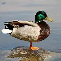 Premium & Export Grades Duck Feed