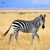 Zebra Feed Export Grade Quality