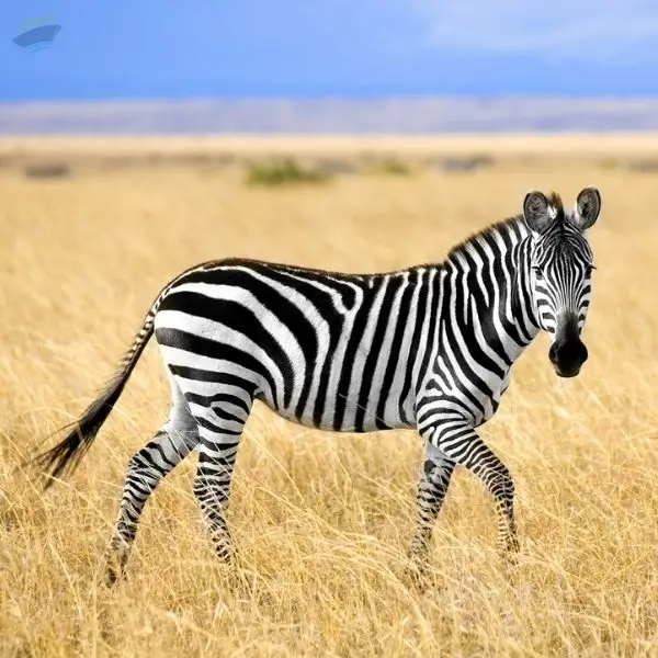 Zebra Feed Export Grade Quality
