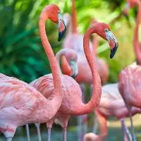 Flamingo Feed Export Grade Quality