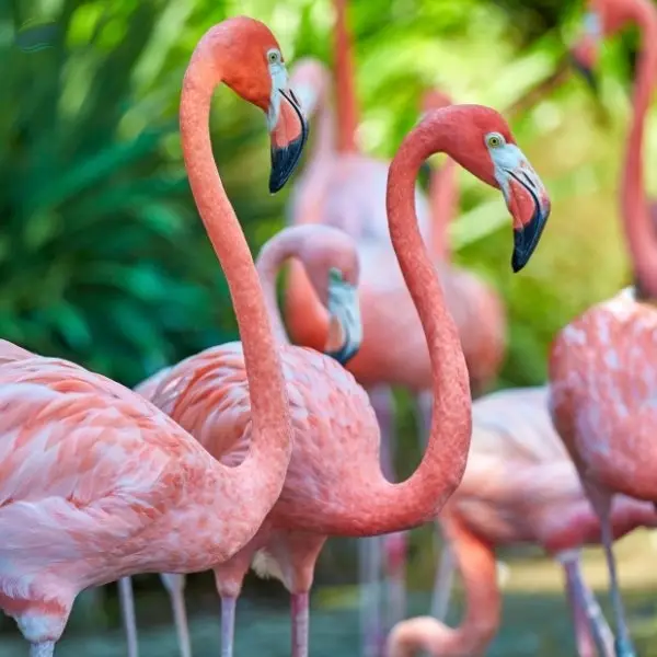 Flamingo Feed Export Grade Quality