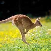Kangaroo Feed Export Grade Quality