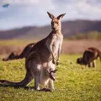 Kangaroo Feed Export Grade Quality