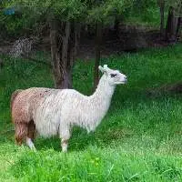 Premium Quality Export Grade Llama Feed