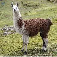 Premium Export Quality Llama Feed