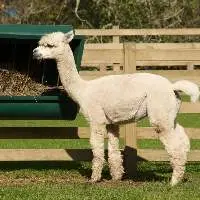 Export Grade Quality Alpaca Feed