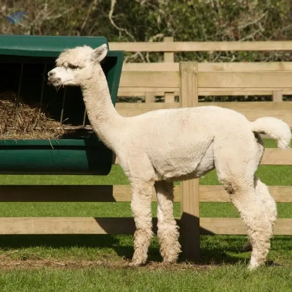 Export Grade Quality Alpaca Feed