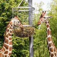Zoo Animal Feed High Quality