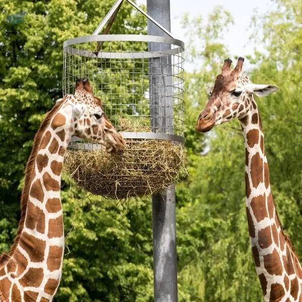 Zoo Animal Feed High Quality