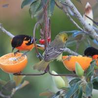 Love Bird Feed