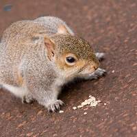 Rodent Feed