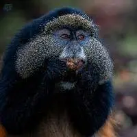 Primate Feed