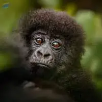 Premium & Standard Export Grade Primate Feed