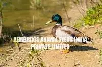 Duck Breeder Developer Feed