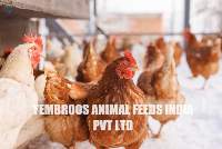 Layer poultry Feed