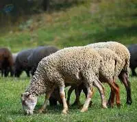 Lamb Creep Starter Feed
