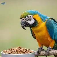Parrot Feed
