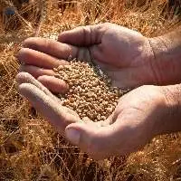 Wheat Meal High-Quality, Ground Form