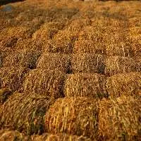 Processed Dry Fodder Export Grade Quality
