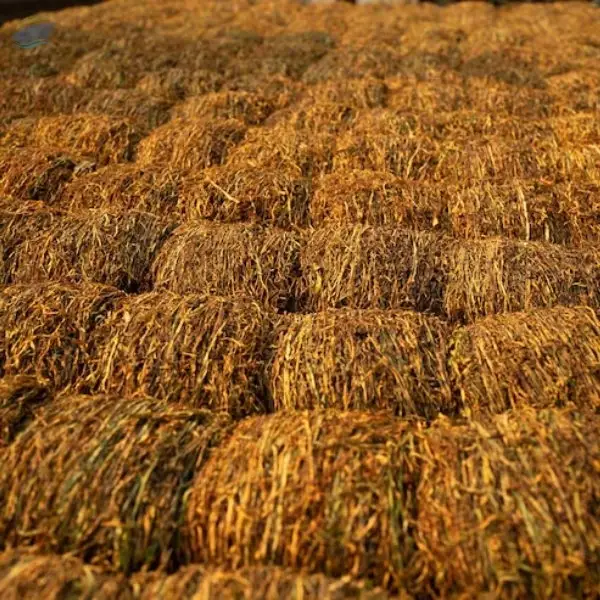 Processed Dry Fodder Export Grade Quality