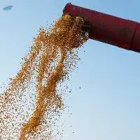 Sorghum Hay Premium & Export Grades