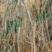 Millet Hay Export Grade Quality