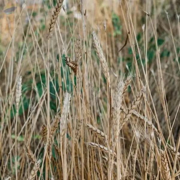 Millet Hay Export Grade Quality