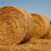 Wheat Straw Export Grade Quality