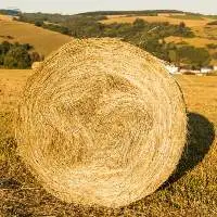 Rhodes Grass Hay