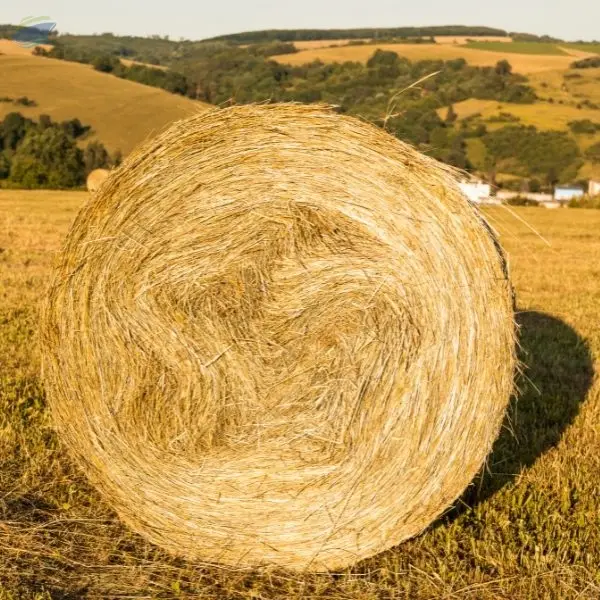 Rhodes Grass Hay