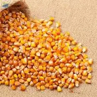 Maize Bran