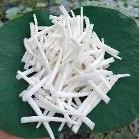 Smooth Dentalium Shells (1.75-2 inches), White