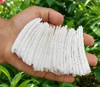 Smooth Dentalium Shells (2 to 2.2 inches)