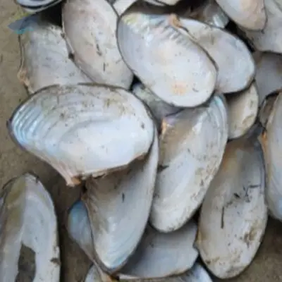 China River Shell