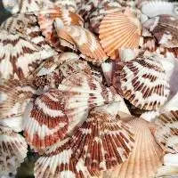 Volachlamys Tranquedaria Natural Sea Shell