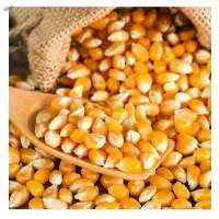 Maize