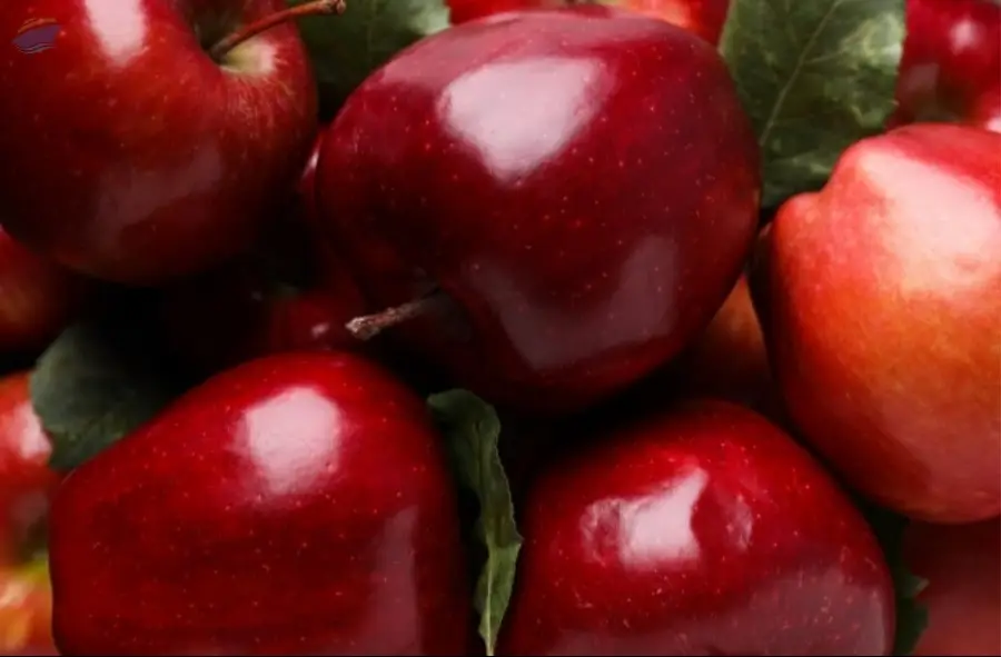Fresh Gala Apples - Premium Export Quality