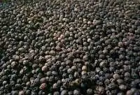 Black Pepper