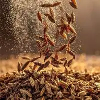 Cumin Seeds