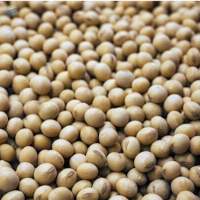 Soybeans GMO For Human Consumption