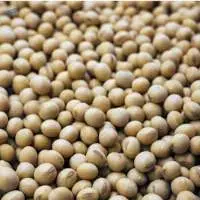 Soybeans GMO For Human Consumption